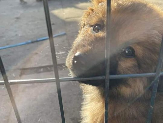 Akcja dla zwierząt w Szkole Podstawowej nr 110