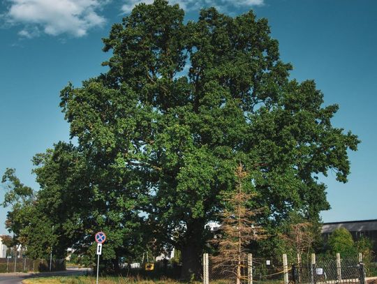 Białołęcki dąb Robert walczy o tytuł "Drzewa Roku".
