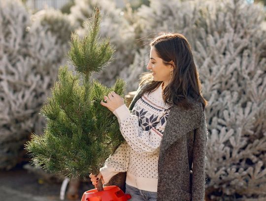 Choinka z myślą o przyszłości. Warszawa zachęca do ekologicznych świąt