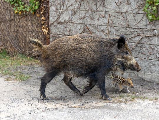Dziki w Warszawie coraz większym problemem