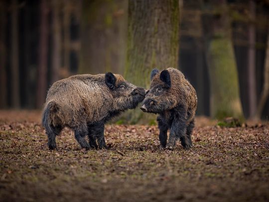 Dzikie życie na Białołęce – codzienność w sąsiedztwie natury