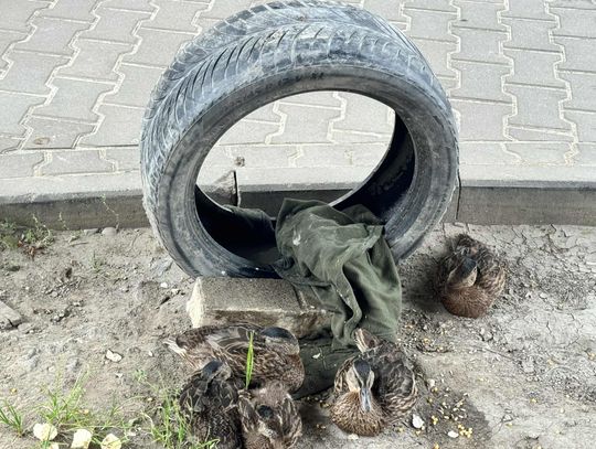 Kaczuszki na Płudach! Nowi, pierzaści mieszkańcy przy parkingu PKP