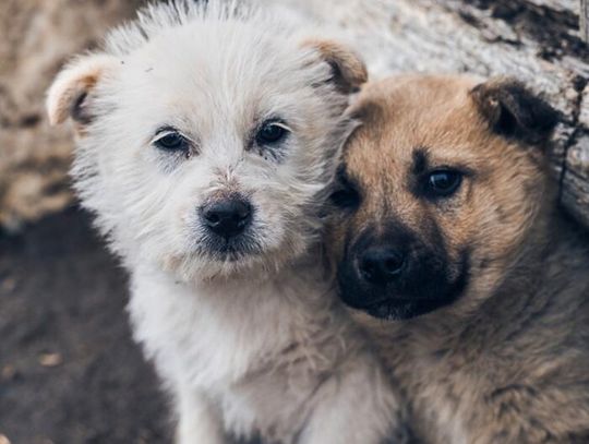 Miliony na pomoc zwierzętom. Warszawa zwiększa wsparcie dla bezdomnych psów i kotów Miliony na pomoc zwierzętom. Warszawa zwiększa wsparcie dla bezdomnych psów i kotów