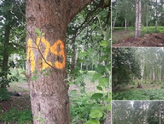 Oznaczone drzewa przy ul. Wałuszewskiej budzą niepokój mieszkańców