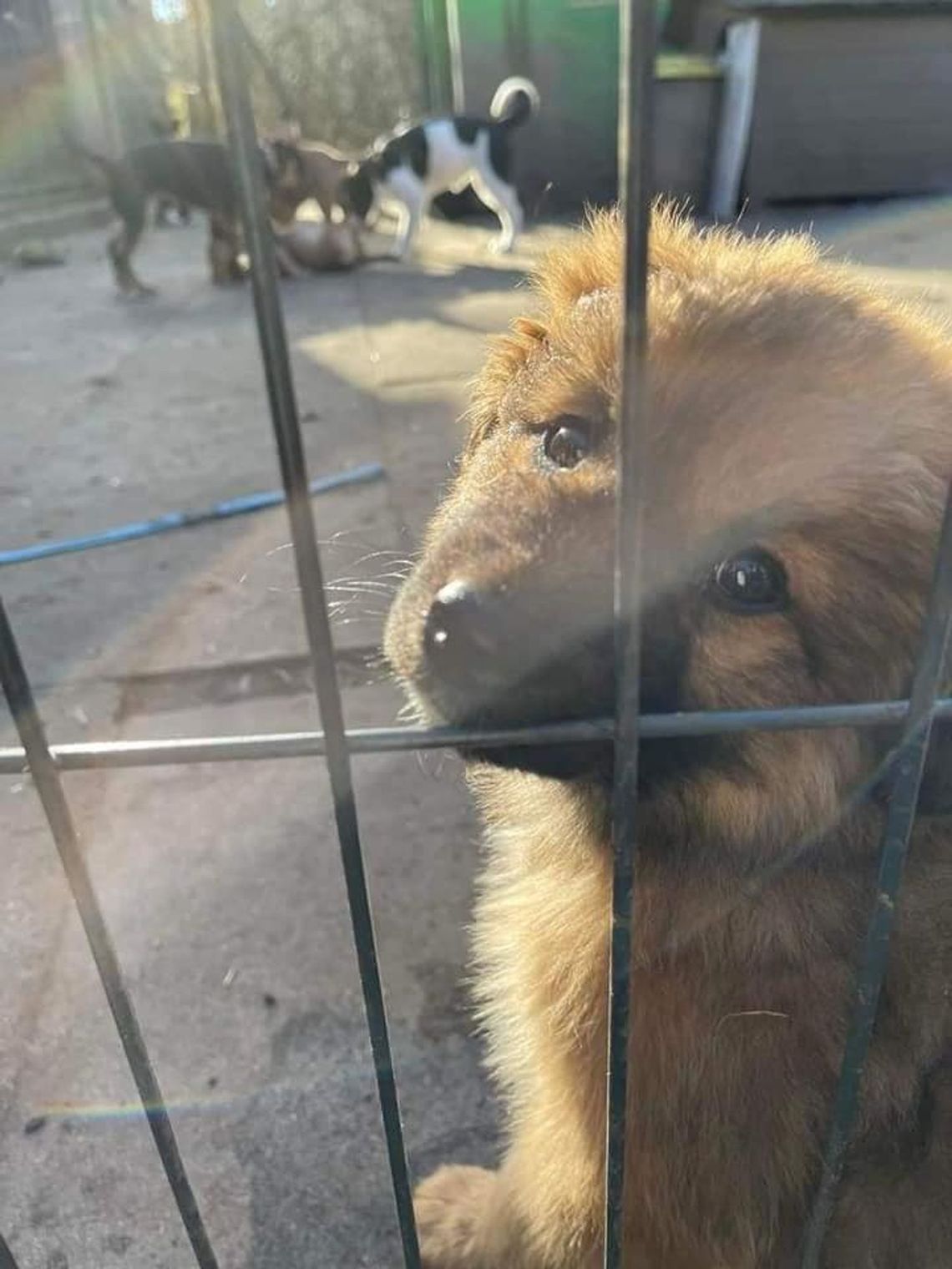 Akcja dla zwierząt w Szkole Podstawowej nr 110