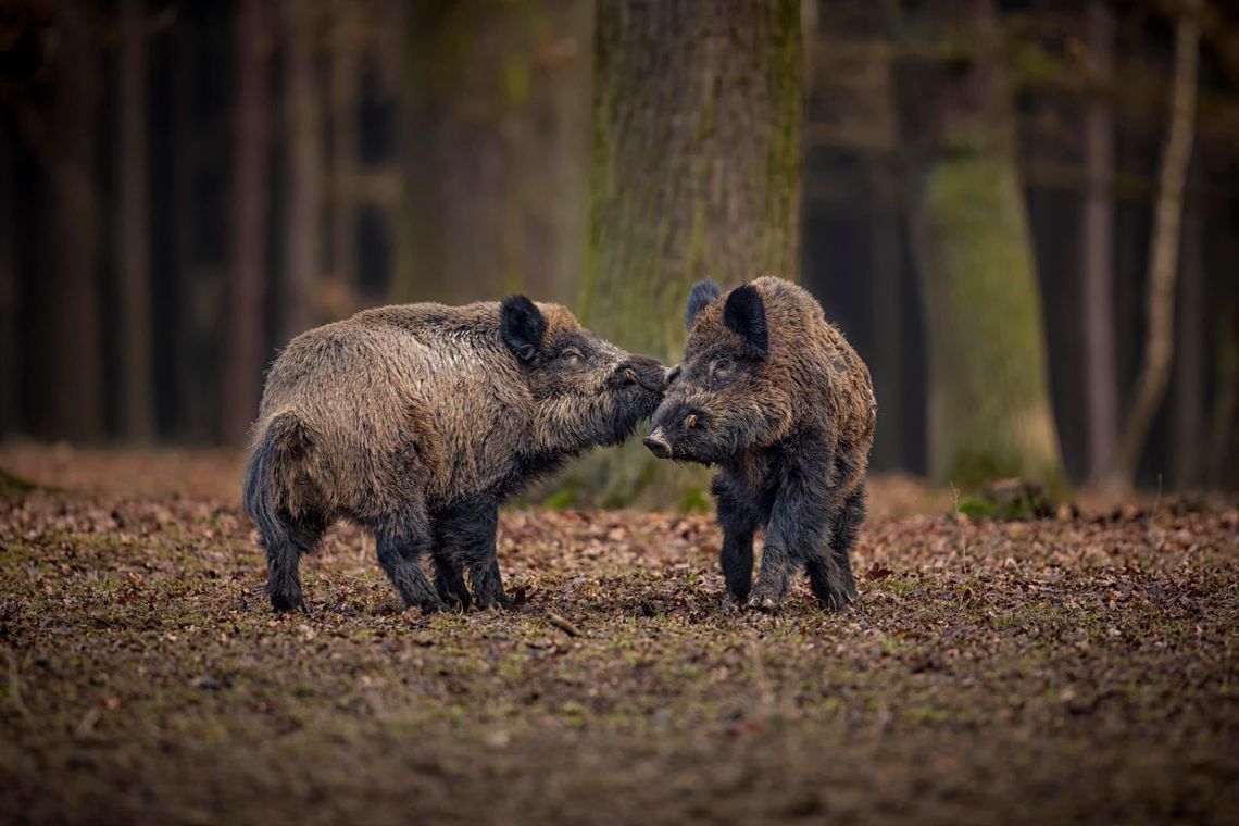 Dzikie życie na Białołęce – codzienność w sąsiedztwie natury