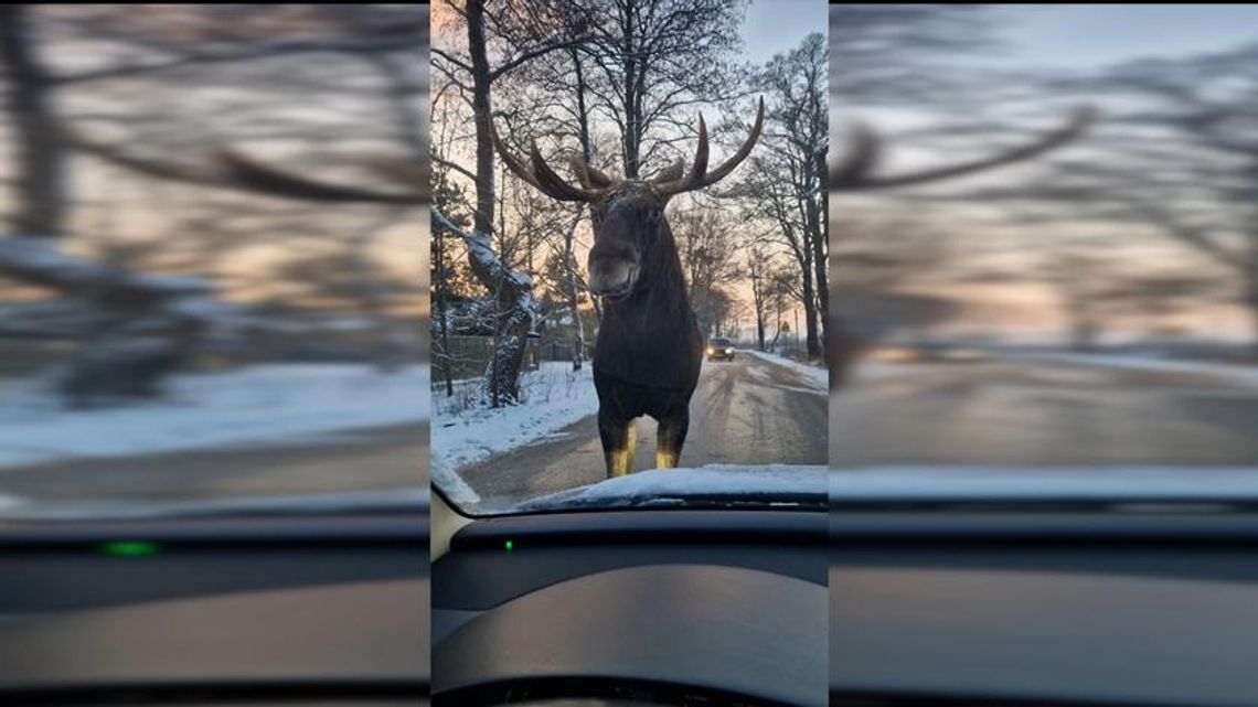 Przystanek Alaska, czyli bliskie spotkanie z łosiem na Białołęce.