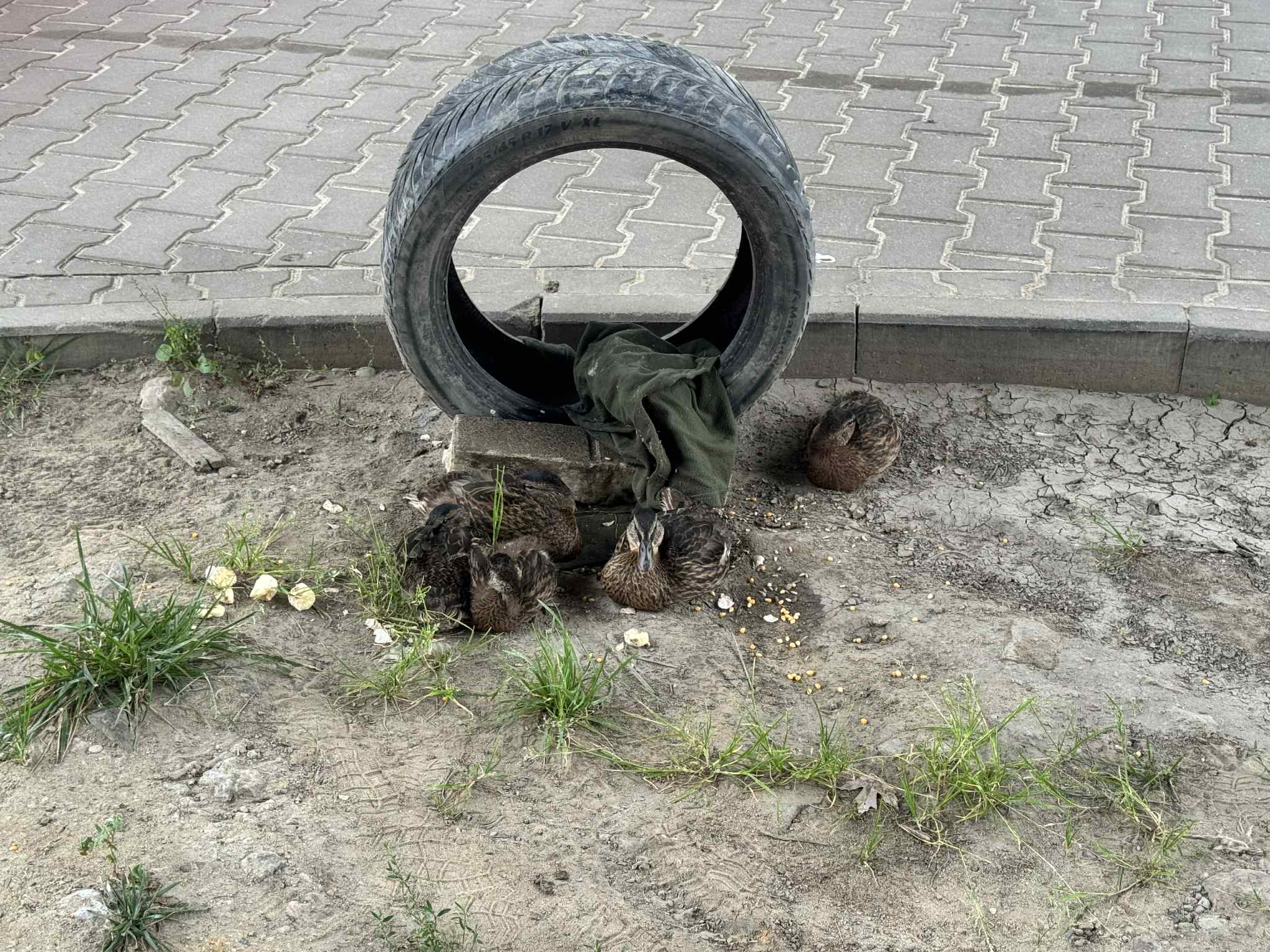 W okolicach stacji PKP Płudy pojawili się niecodzienni mieszkańcy – rodzina dzikich kaczek zadomowiła się tuż przy parkingu, wzbudzając zainteresowanie pasażerów i okolicznych mieszkańców. Choć miejsce wydaje się nietypowe, ptaki szybko zaadaptowały się do miejskiego otoczenia, przypominając nam, że przyroda potrafi odnaleźć się nawet w sercu miasta.