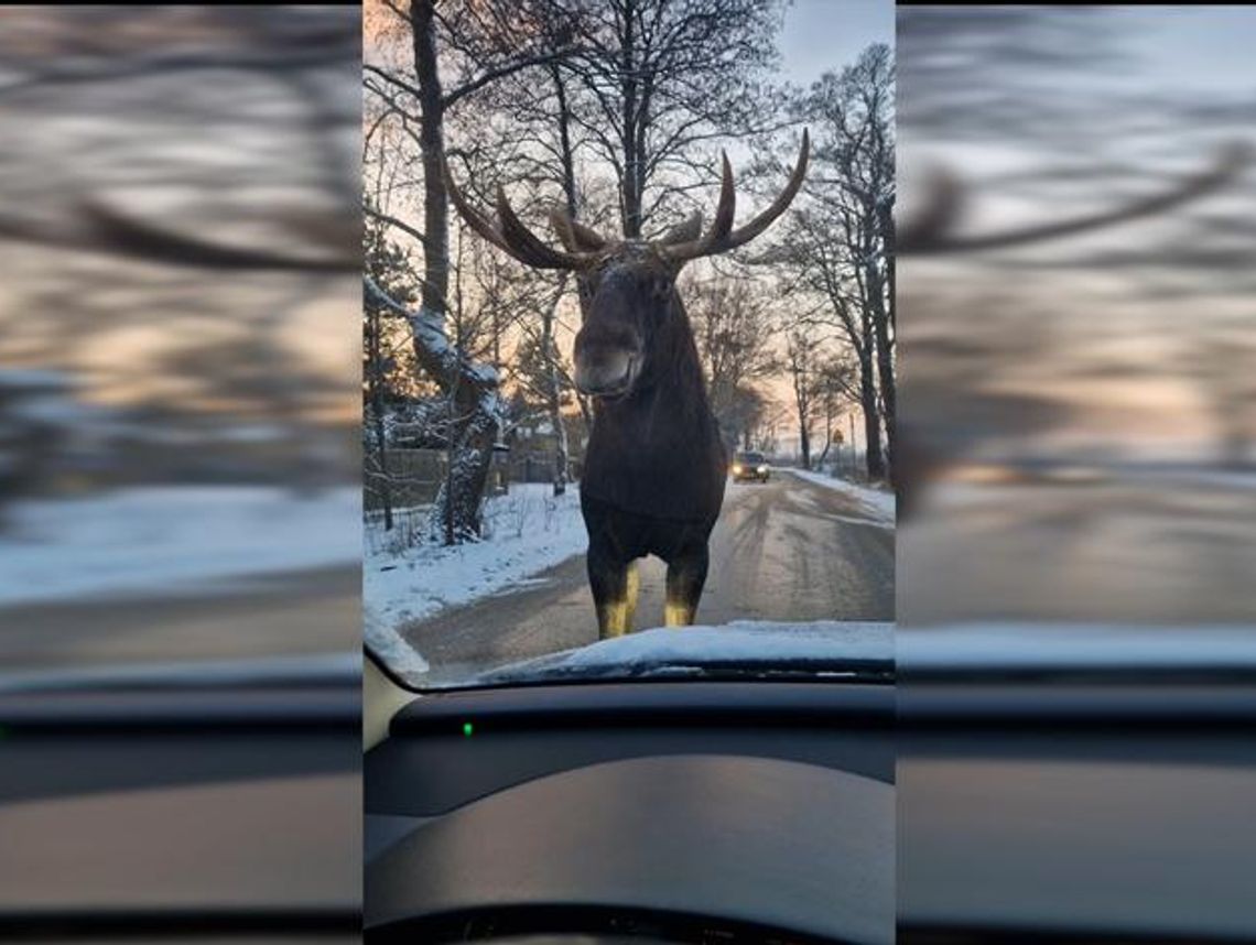 Przystanek Alaska, czyli bliskie spotkanie z łosiem na Białołęce